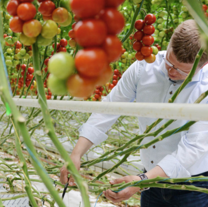 Cultivating tomatoes